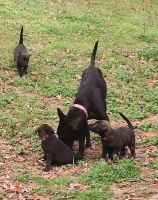 Dutch Shepherd Puppies for sale in Adamsville, Alabama. price: $300
