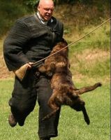 Dutch Shepherd Puppies for sale in Greenville, SC, USA. price: NA