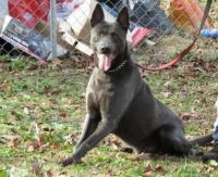 Dutch Shepherd Puppies for sale in Los Angeles, CA, USA. price: NA