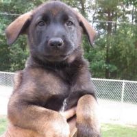 Dutch Shepherd Puppies for sale in East Los Angeles, CA, USA. price: NA