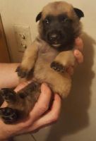 Dutch Shepherd Puppies for sale in Detroit, MI, USA. price: NA