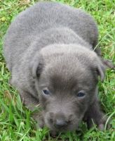 Dutch Shepherd Puppies for sale in Lakewood, CO, USA. price: NA