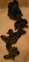 Dutch Shepherd Puppies for sale in Asheville, NC, USA. price: NA