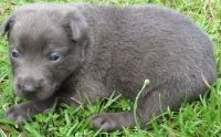 Dutch Shepherd Puppies for sale in Baywood-Los Osos, CA 93402, USA. price: NA