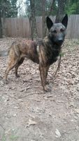 Dutch Shepherd Puppies for sale in Terrell, TX, USA. price: NA