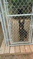 Dutch Shepherd Puppies for sale in Reidsville, NC 27320, USA. price: NA