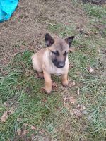 Dutch Shepherd Puppies for sale in Newark, OH, USA. price: NA