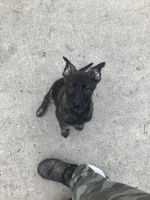 Dutch Shepherd Puppies for sale in Cardington, OH 43315, USA. price: NA