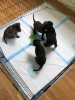 Dutch Shepherd Puppies for sale in Orinda, CA, USA. price: NA