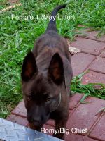 Dutch Shepherd Puppies for sale in Orient, OH 43146, USA. price: NA