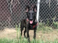 Dutch Shepherd Puppies for sale in West Covina, CA, USA. price: NA