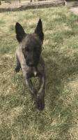 Dutch Shepherd Puppies for sale in St Clair Shores, MI, USA. price: NA