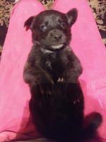 Dutch Shepherd Puppies for sale in Stanton, TX 79782, USA. price: NA