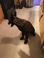 Dutch Shepherd Puppies for sale in Reidsville, NC 27320, USA. price: NA