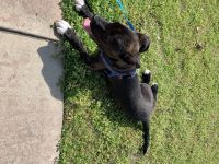 Dutch Shepherd Puppies for sale in Sumter, SC, USA. price: NA
