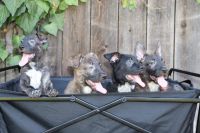 Dutch Shepherd Puppies for sale in Fresno, CA, USA. price: NA