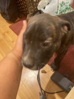 Dutch Shepherd Puppies for sale in Cypress, CA, USA. price: NA