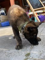Dutch Shepherd Puppies for sale in San Francisco, CA, USA. price: NA
