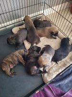 Dutch Shepherd Puppies for sale in Ontario, CA, USA. price: NA