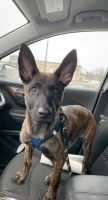 Dutch Shepherd Puppies for sale in State College, PA, USA. price: NA