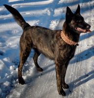 Dutch Shepherd Puppies for sale in Belmont, NY 14813, USA. price: NA