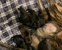 Dutch Shepherd Puppies for sale in Chicago, IL, USA. price: NA