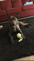 Dutch Shepherd Puppies for sale in Colorado Springs, CO, USA. price: NA
