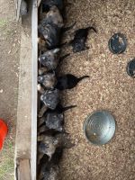 Dutch Shepherd Puppies for sale in Andover, KS, USA. price: NA