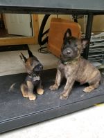 Dutch Shepherd Puppies for sale in Fort Pierce, FL 34981, USA. price: NA