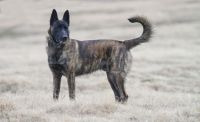 dutch shepherd dog
