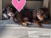 Dutch Smoushond Puppies for sale in Sacramento, CA, USA. price: $800