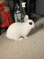 Dwarf Hotot Rabbits for sale in Grand Rapids, MI, USA. price: NA