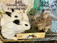 Dwarf Hotot Rabbits for sale in Westminster, CA 92683, USA. price: NA