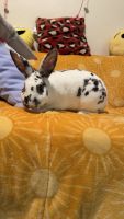 Dwarf Hotot Rabbits for sale in Ft. Atkinson, Wisconsin. price: $80