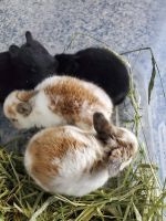 Dwarf Rabbit Rabbits for sale in Pleasant Valley, IA 52722, USA. price: NA