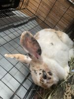 Dwarf Rabbit Rabbits for sale in Kansas City, KS, USA. price: NA