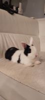Dwarf Rabbit Rabbits for sale in Bellport, NY 11713, USA. price: NA