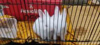 Dwarf Rabbit Rabbits for sale in Vaishali, Ghaziabad, Uttar Pradesh, India. price: 2000 INR