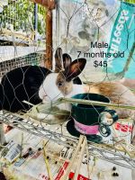 Dwarf Rabbit Rabbits for sale in Westminster, CA 92683, USA. price: NA