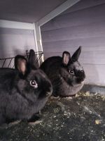 Dwarf Rabbit Rabbits for sale in Monument, CO, USA. price: NA
