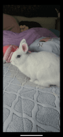 Dwarf Rabbit Rabbits for sale in Manchester, CT, USA. price: NA