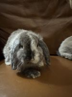 Dwarf Rabbit Rabbits for sale in Santa Clarita, CA, USA. price: $120