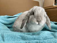 Dwarf Rabbit Rabbits for sale in Allen, TX, USA. price: $500