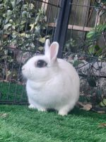 Dwarf Rabbit Rabbits for sale in Jacksonville, Florida. price: $190