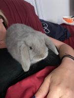 Dwarf Rabbit Rabbits for sale in Jacksonville, Florida. price: $300