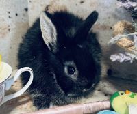 Dwarf Rabbit Rabbits for sale in Anaheim, California. price: $95