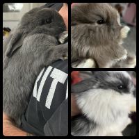 Dwarf Rabbit Rabbits for sale in Simi Valley, California. price: NA