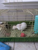 Dwarf Rabbit Rabbits for sale in Yorktown, Virginia. price: $10