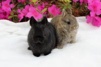Dwarf Rabbit Rabbits for sale in Montezuma, GA 31063, USA. price: $60