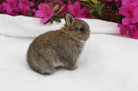 Dwarf Rabbit Rabbits Photos
